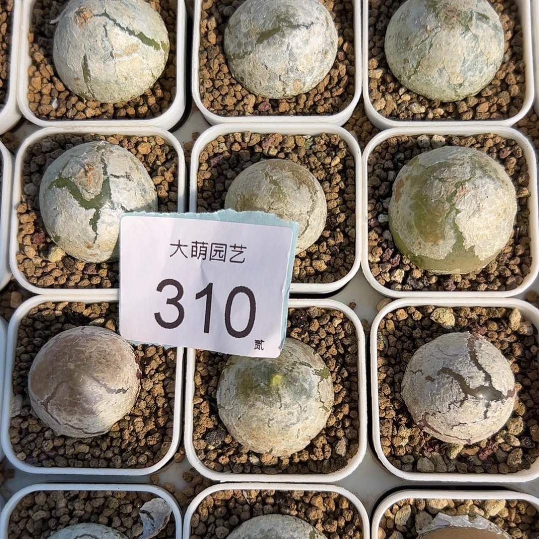 0000310量拍大灯泡1颗尺寸不低于2.0脱土发