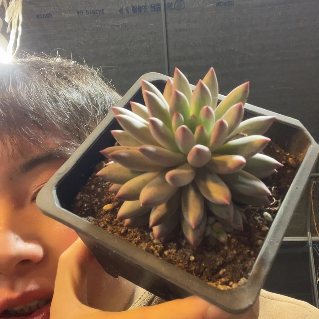 羽毛羽满20包邮脱土发货