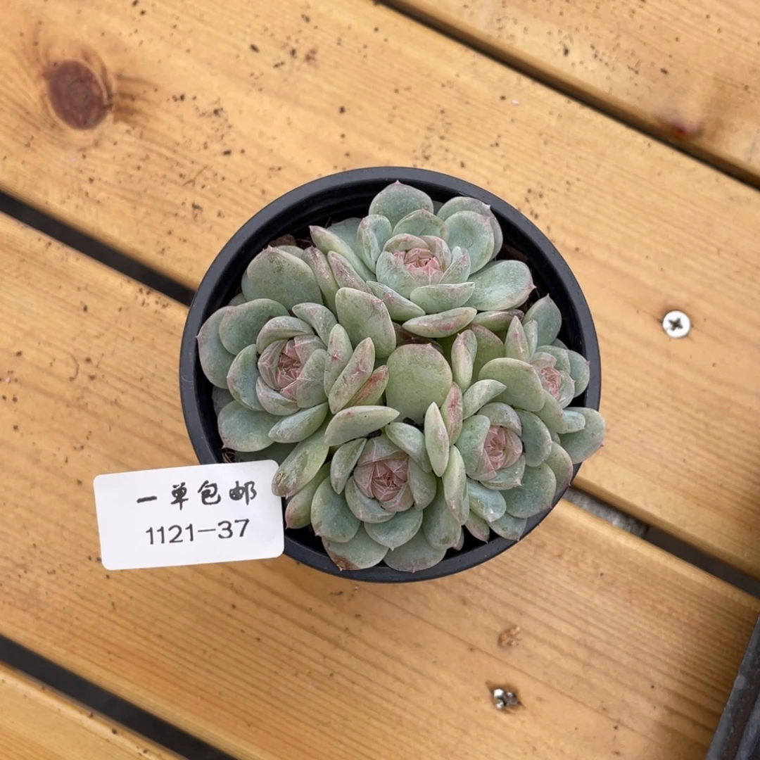 1121-37-糖心。。。。。。