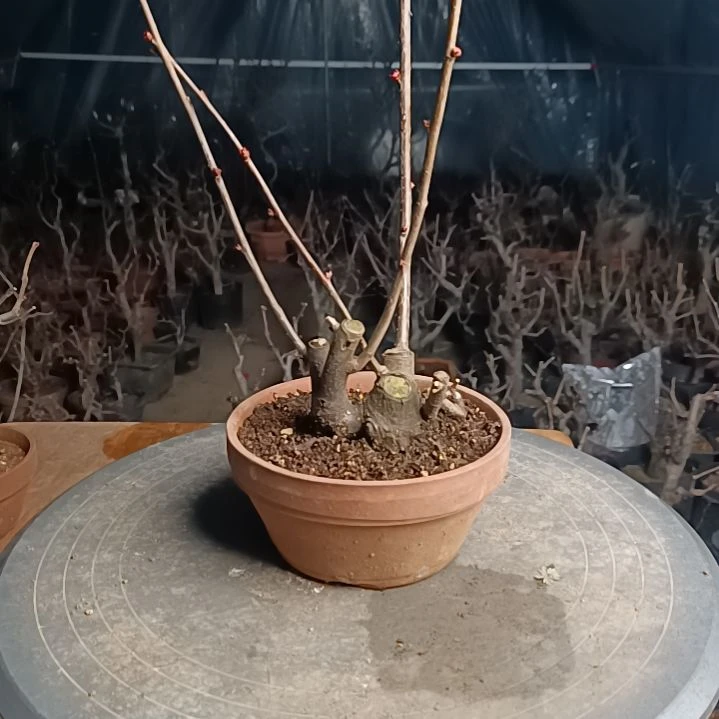 当前无花栽培后可以开花