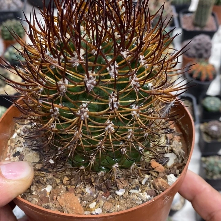 狂刺逆豹丸特价包邮