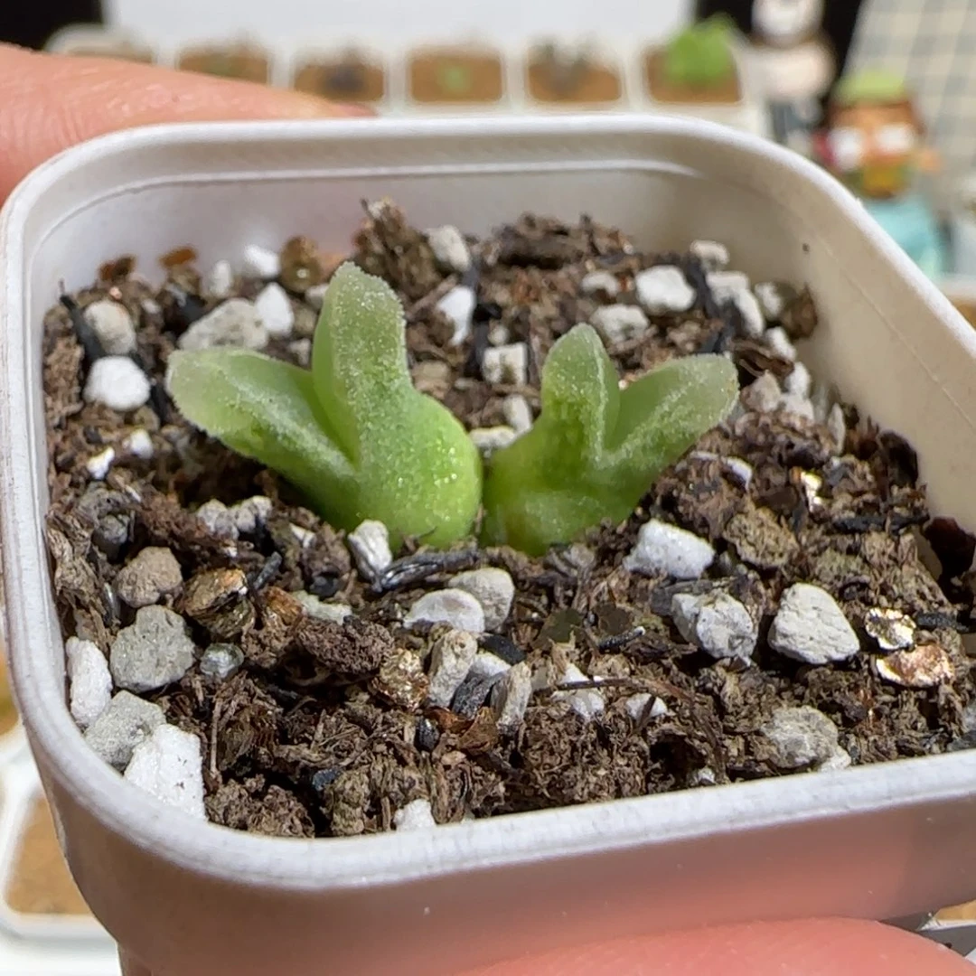 肉锥多肉植物组合-冰风铃661