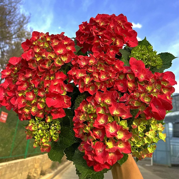 【焰火】红色绣球 花期长花朵大 易养护 阳台庭院盆栽