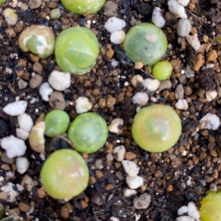 拉登一颗0.8-1厘米一颗