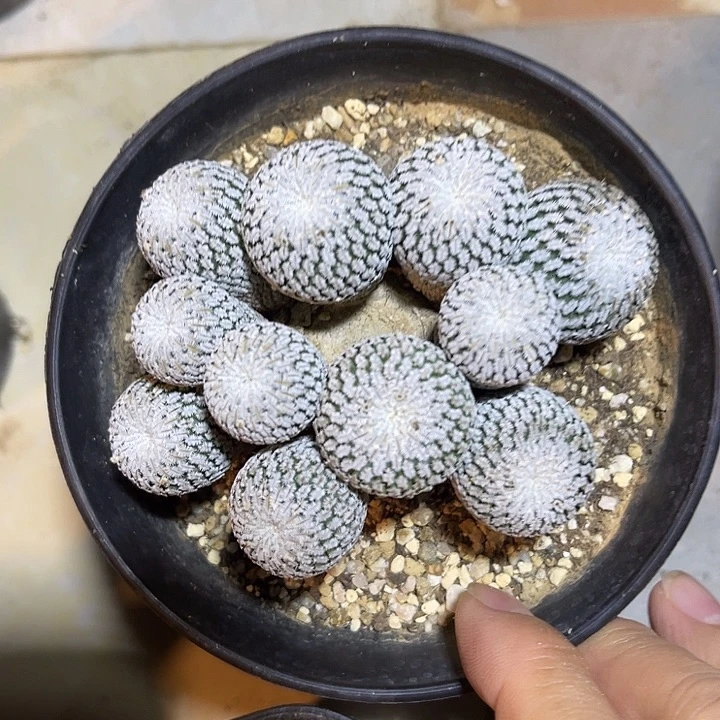 无花朵精巧殿大群