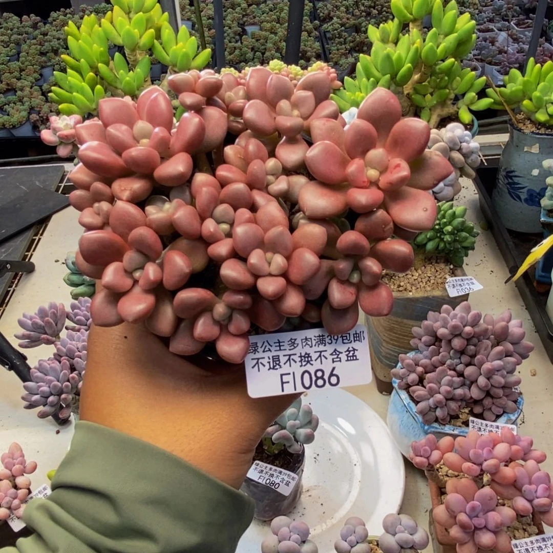 086先锋派多肉8cm