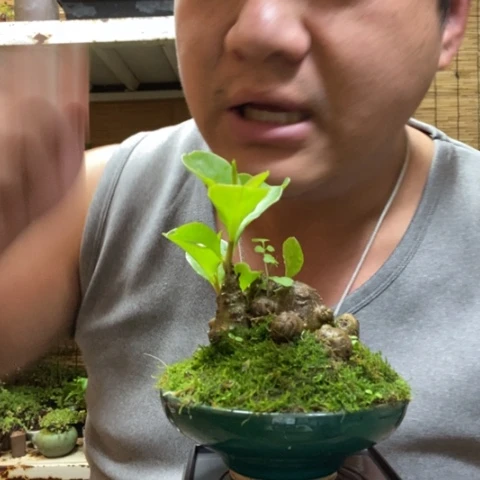 红陶一物一拍所见即所得188