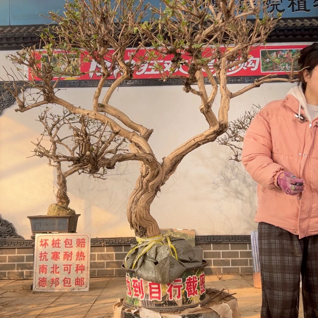 无花朵金银花8888