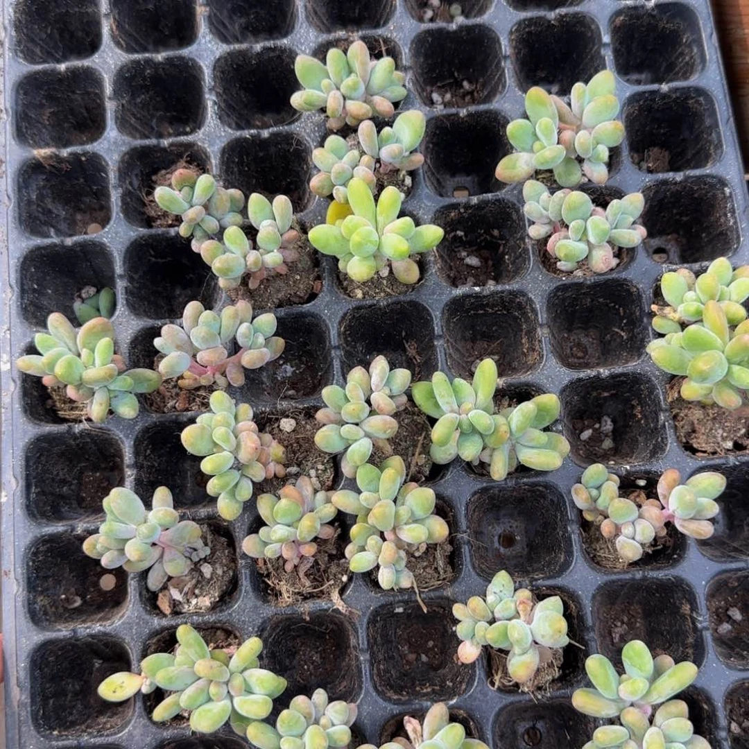 2颗一组3头芒果奶特价