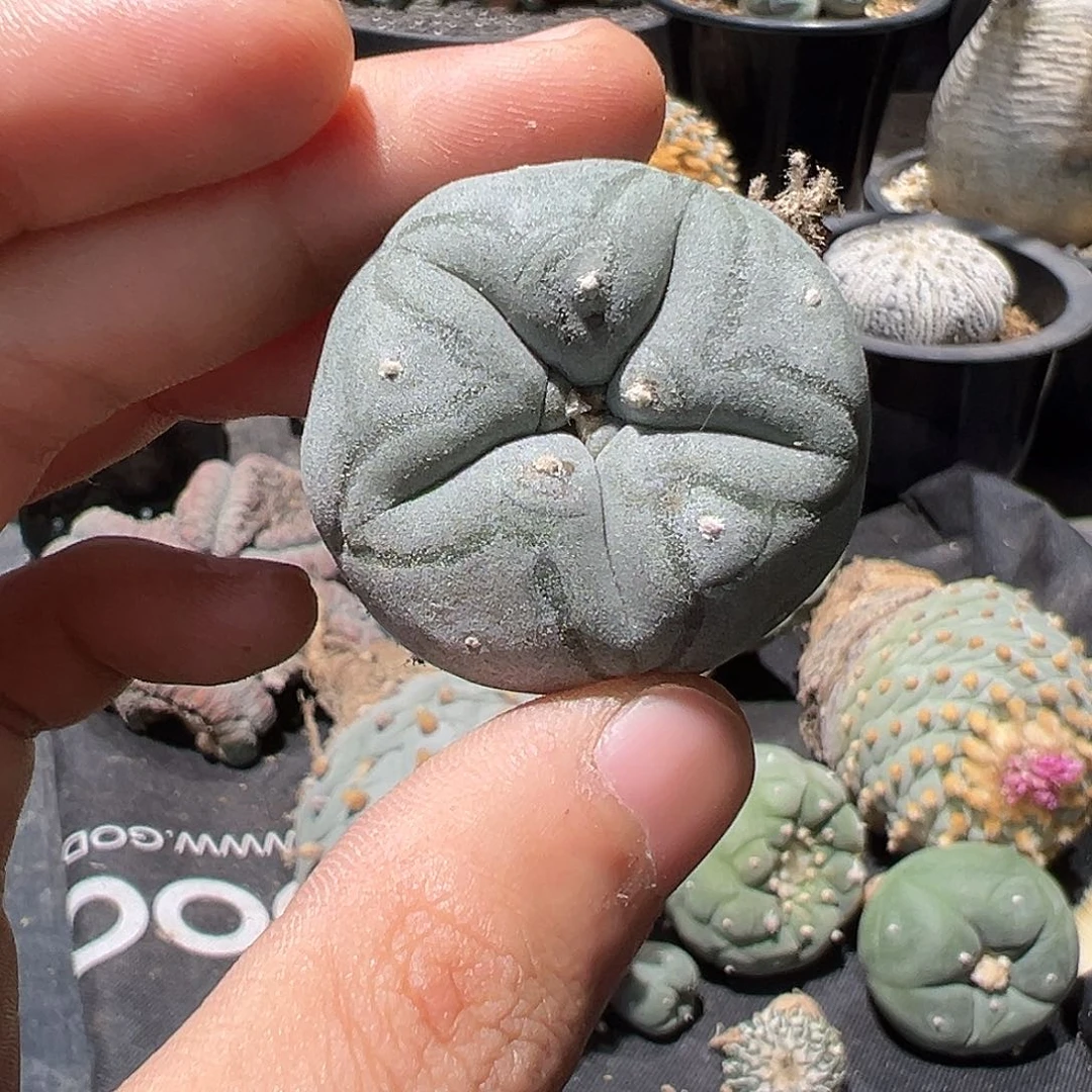 实生kk肋骨大乌 花瓣
