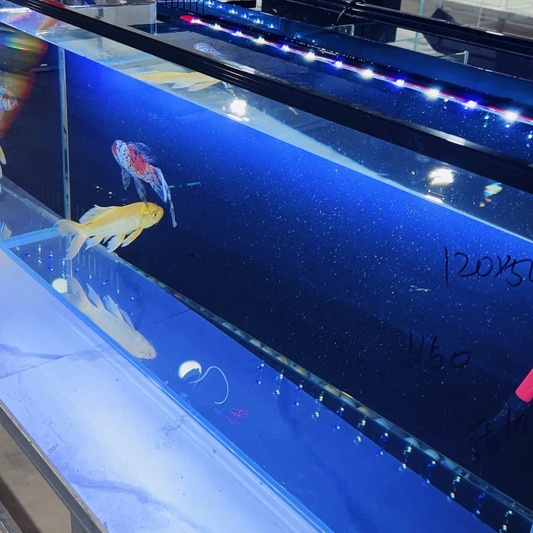 河***司玻璃100.50.50新款鱼马桶全配件带低吹