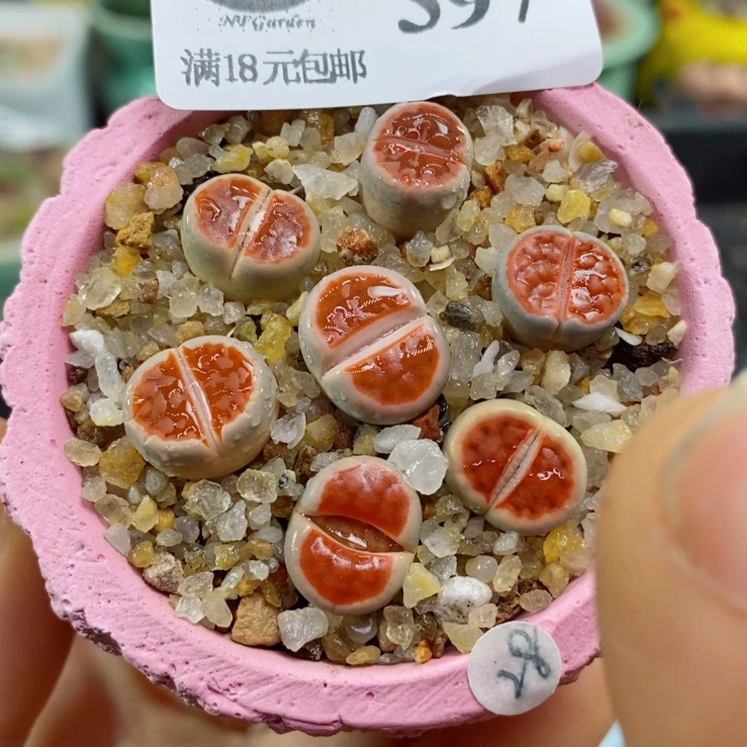 生石花花花花花花花397