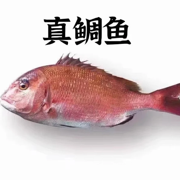 【新鲜真雕鱼】口感鲜美 无暗刺 清蒸干煎刺身