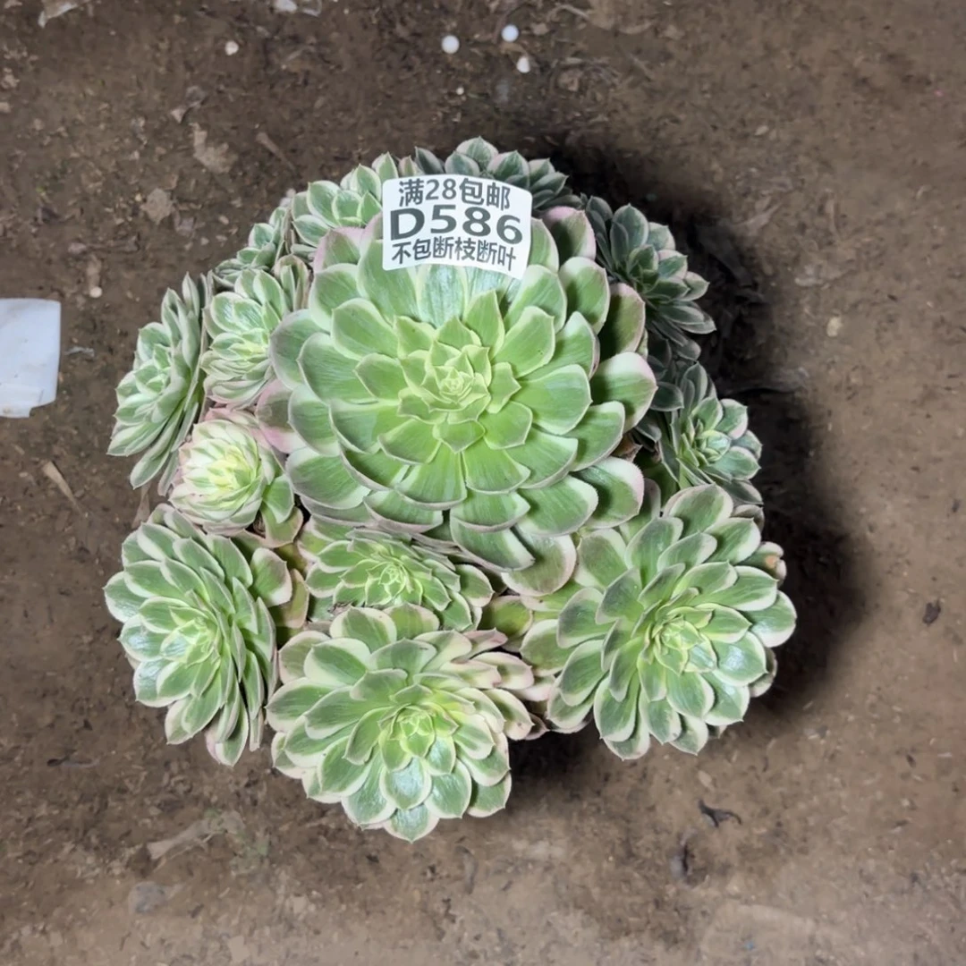 M. 586孔雀翎多肉12336