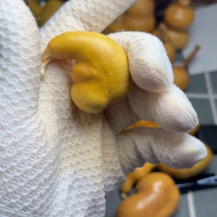 马***功裂666666666666666