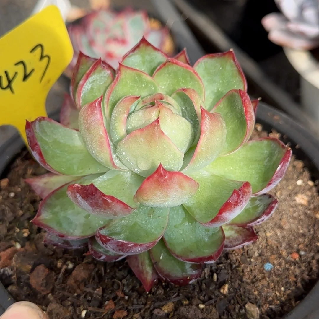 宝塔惊鸿一物一拍包装收缩花旱423