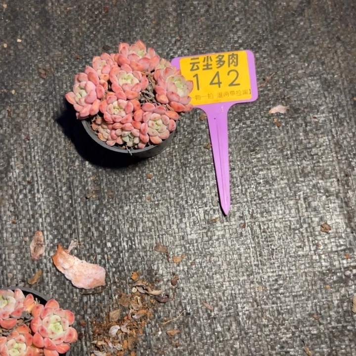 J***。云尘多肉一物一拍142