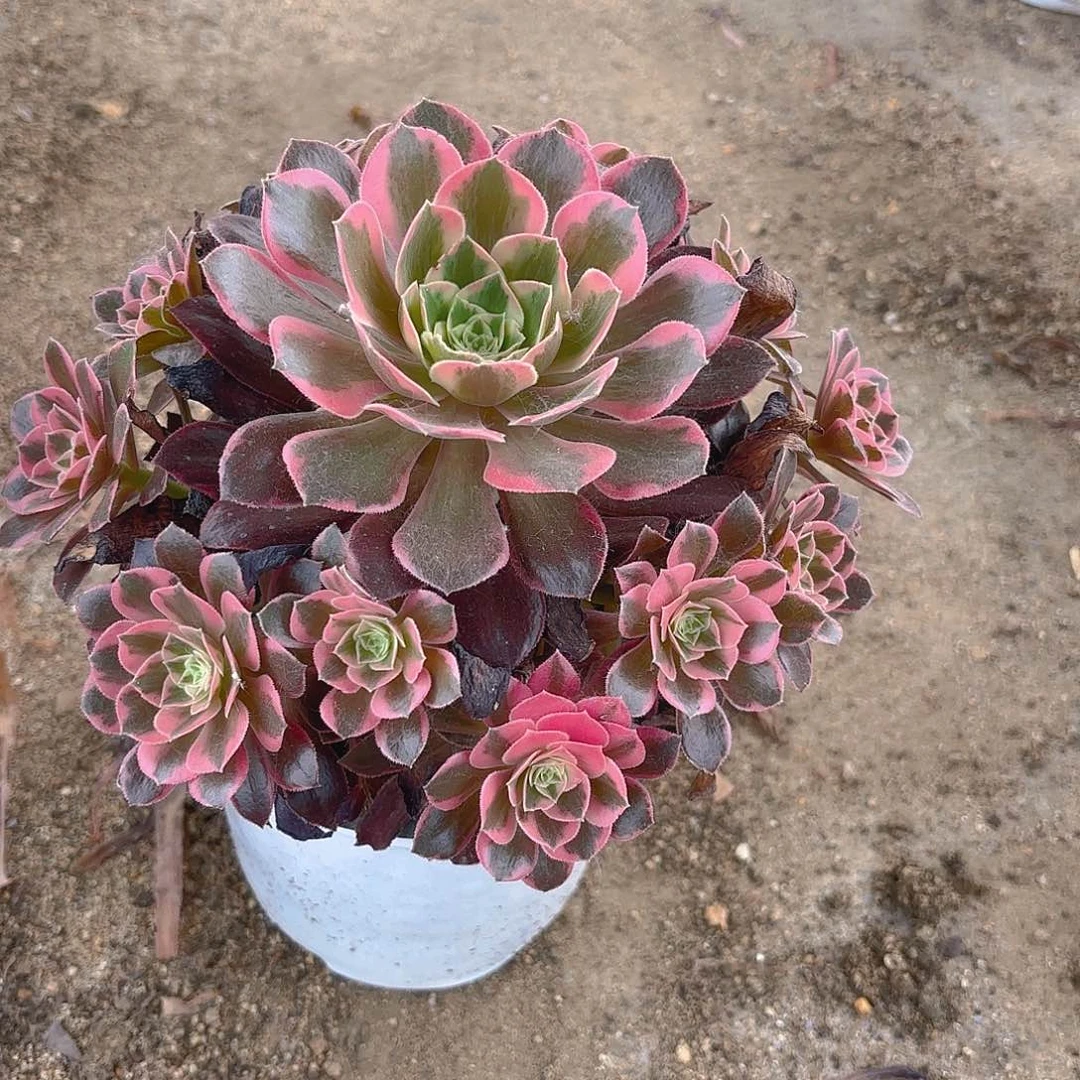 女妖多肉植物手捧上