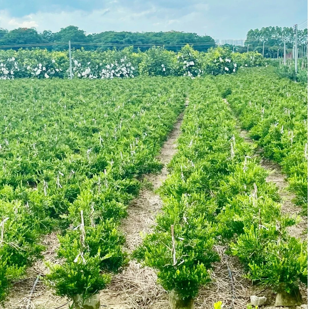 广东软枝皱皮雀舌黄杨盆景素材室内室外春夏秋冬黄杨树盆景