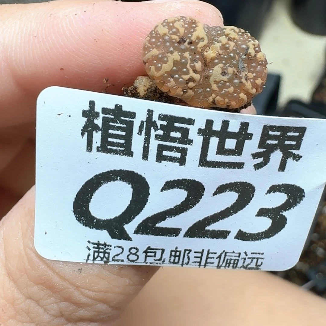多肉植物的润泽地方