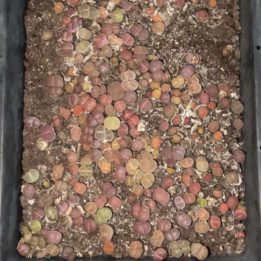 柠***水8251福利筐1不售后