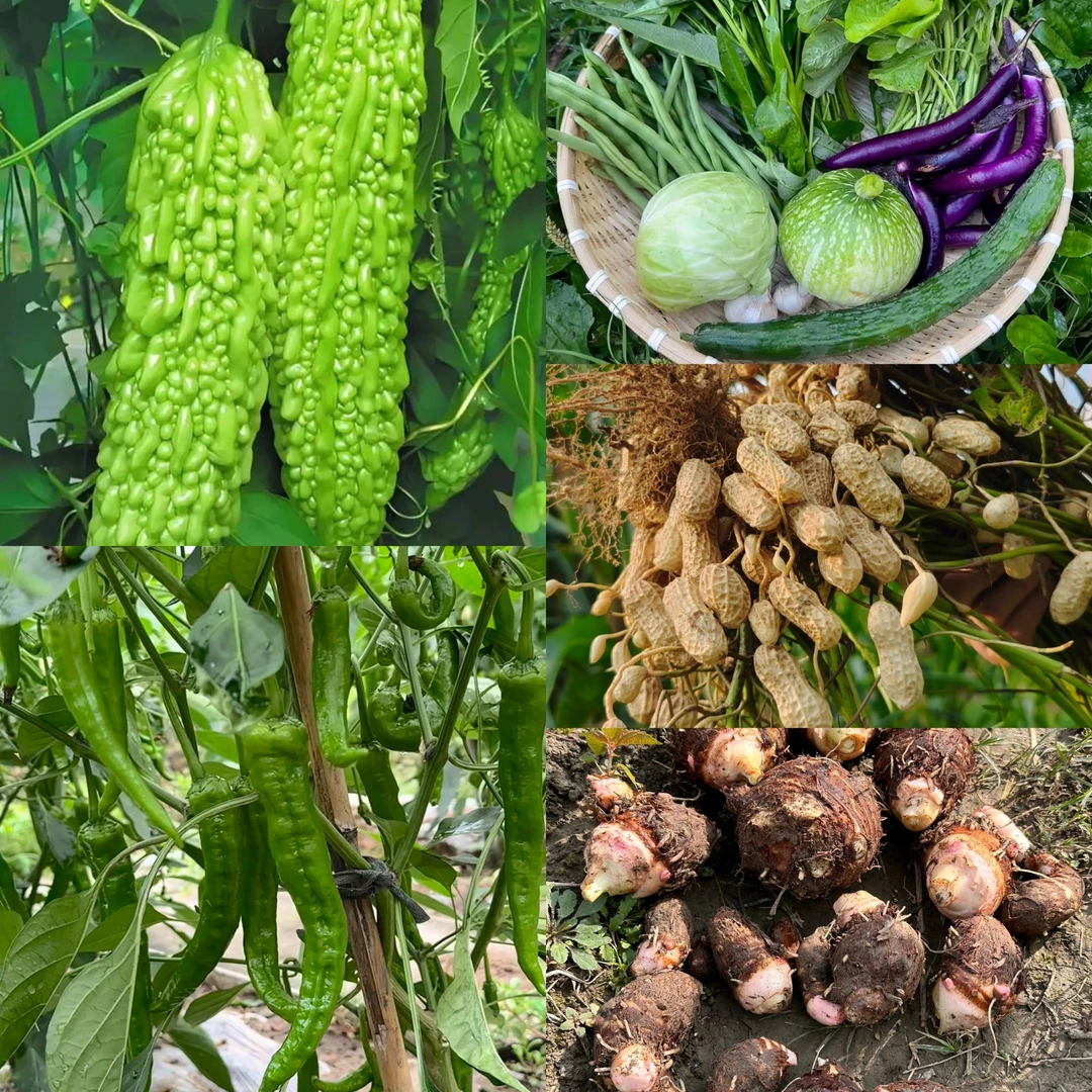 本土农家乡下蔬菜专属链接