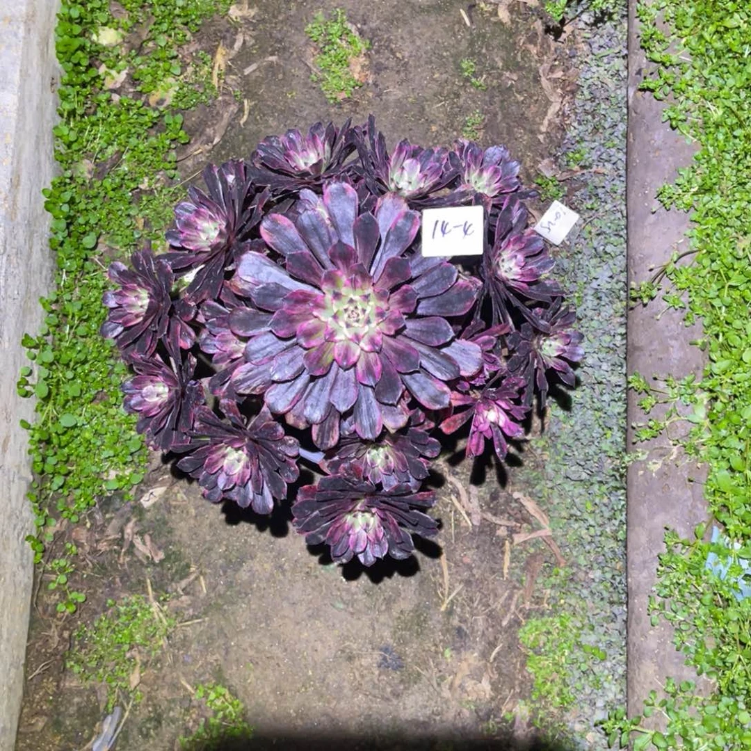 12-14-4黑暗萝莉锦