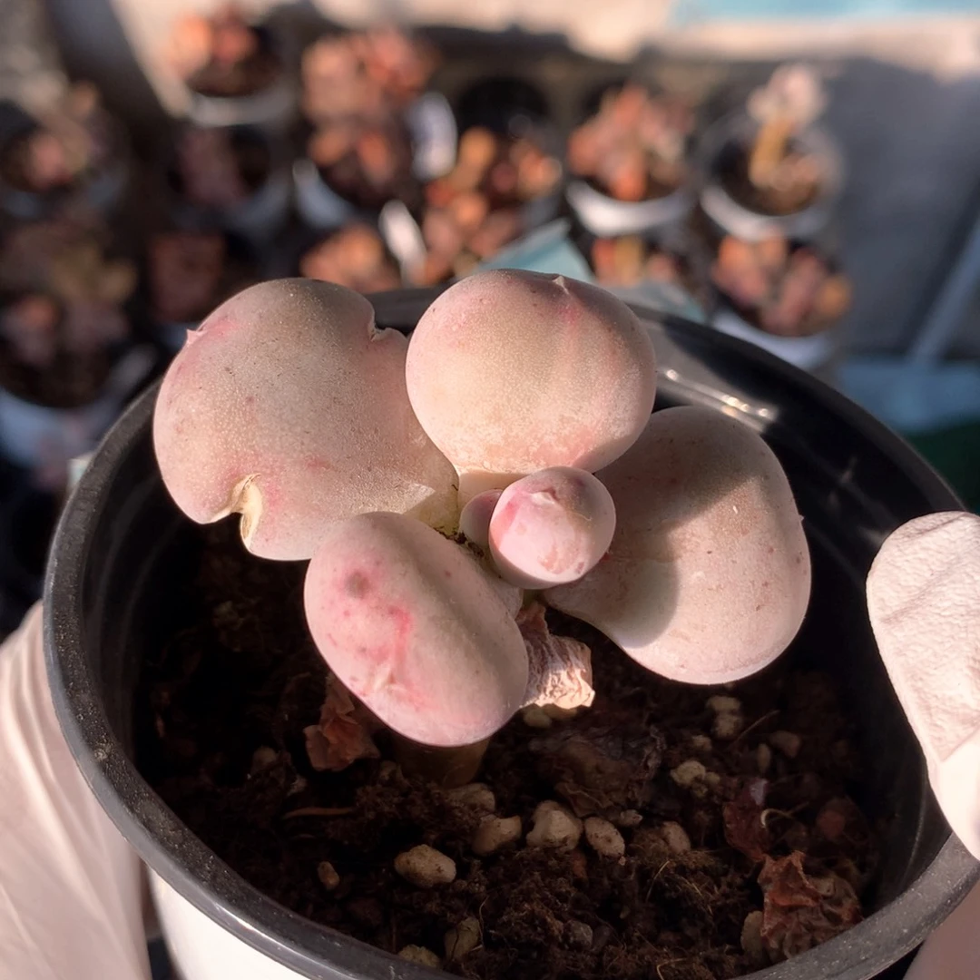 405小屁桃小屁桃小屁桃