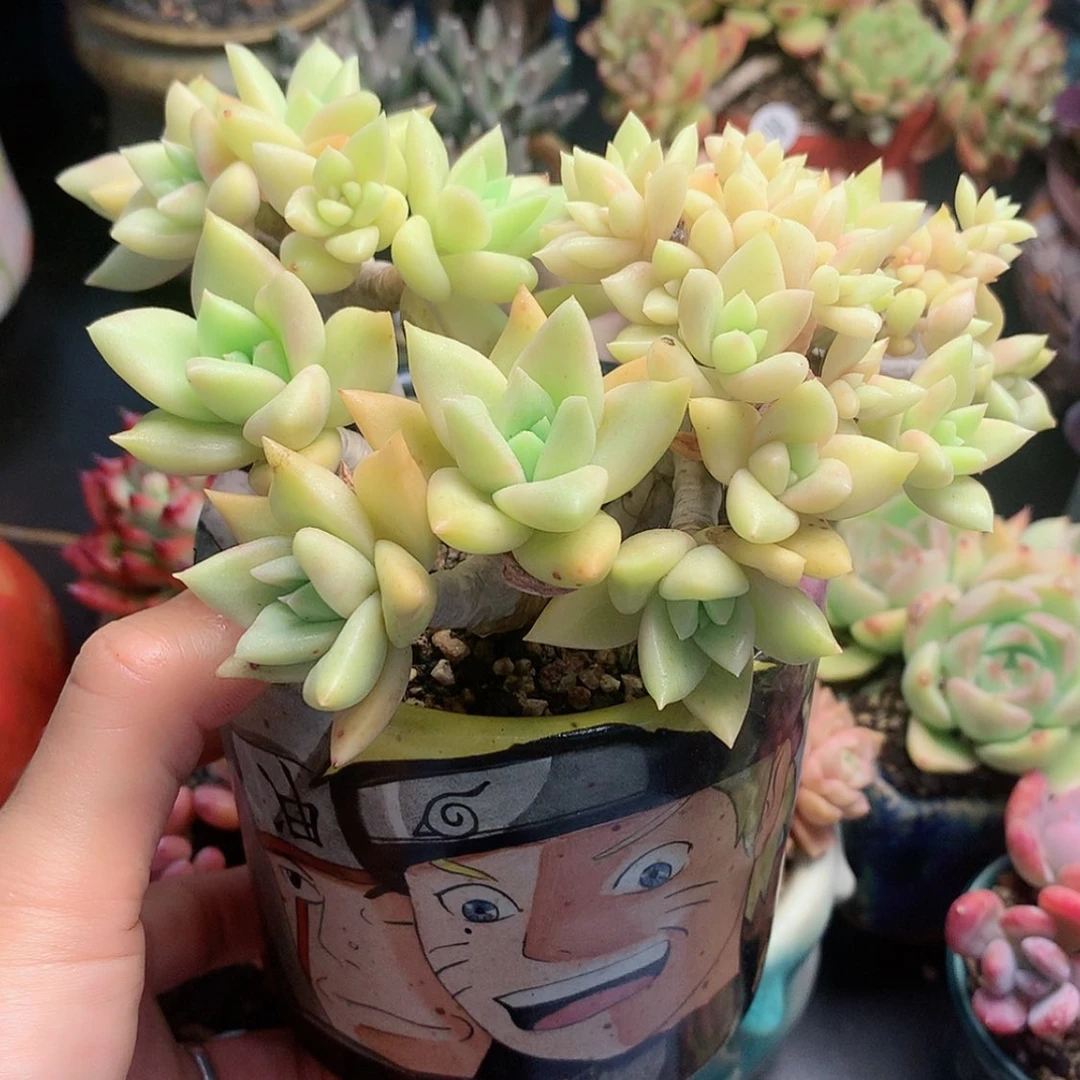 【闪购商品】么么哒表里娜