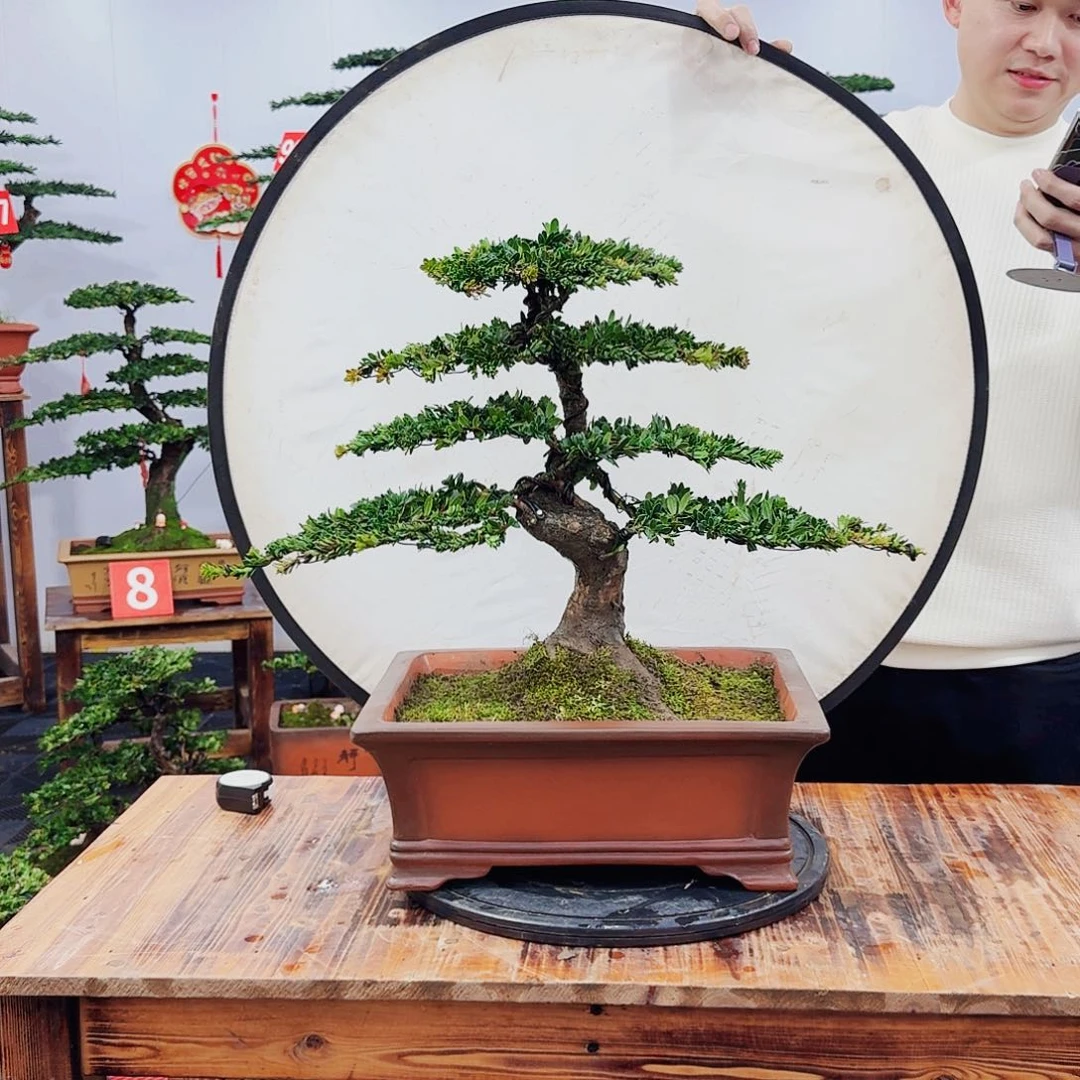 树木罗汉松精品盆景一物一拍