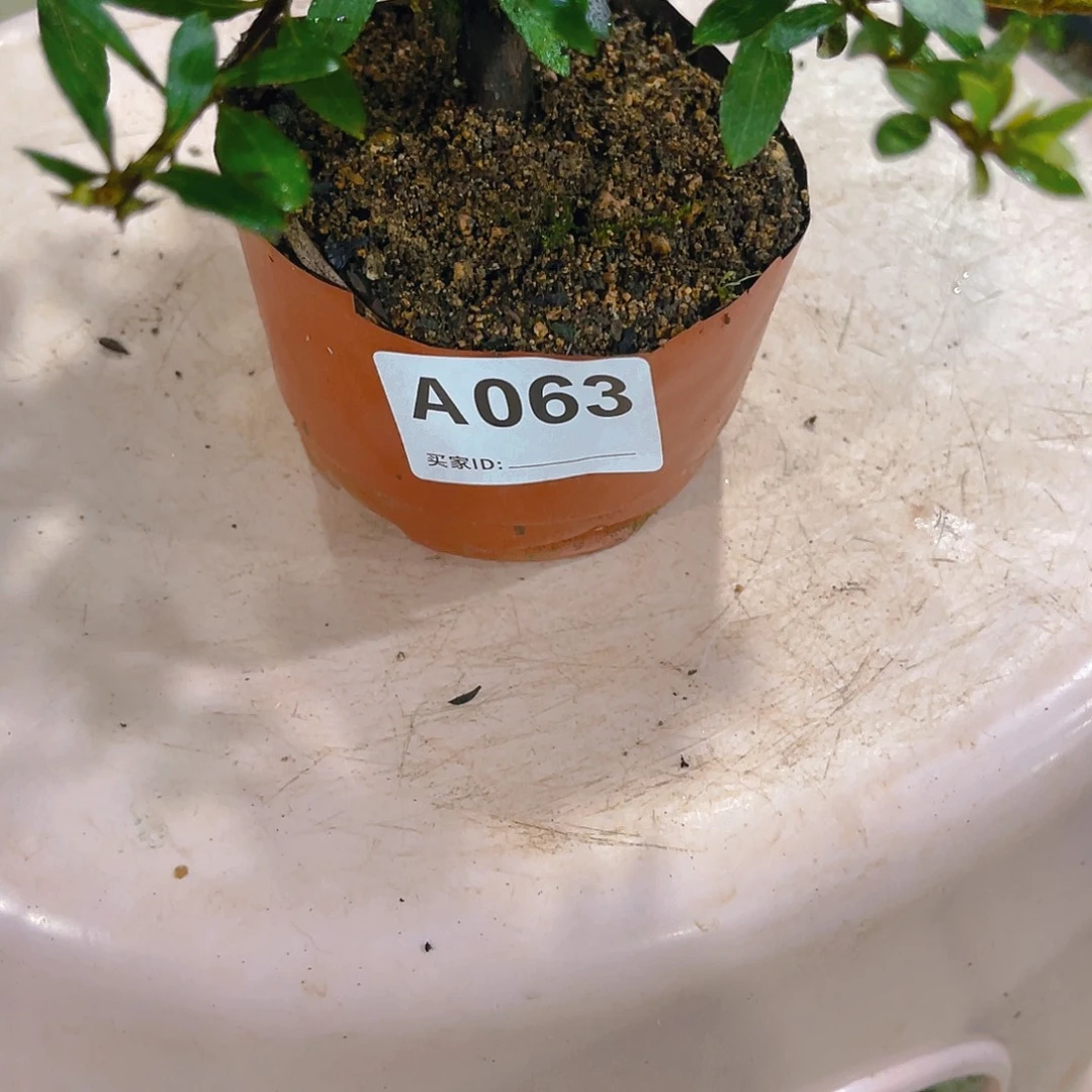 无花朵直播时间一直一直