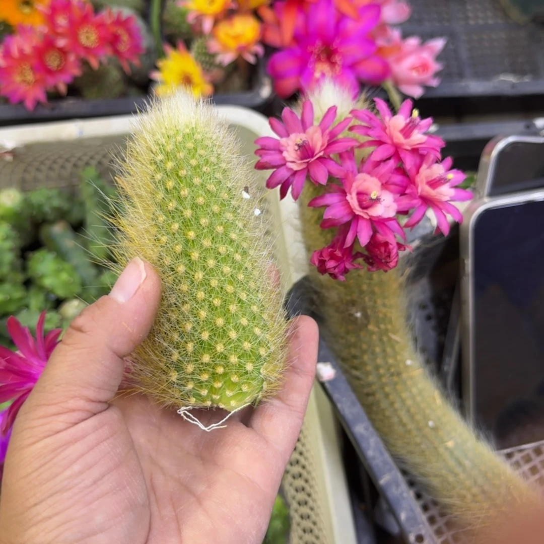 302杂交九尾狐歪 无根牙8公分左右，20包邮