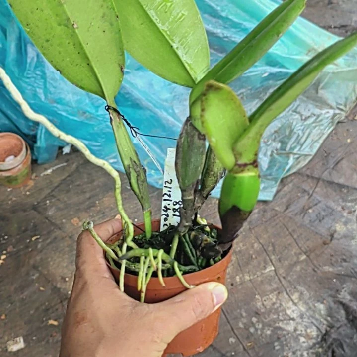 完全开放卡特兰一颗漂亮的哦哦哦