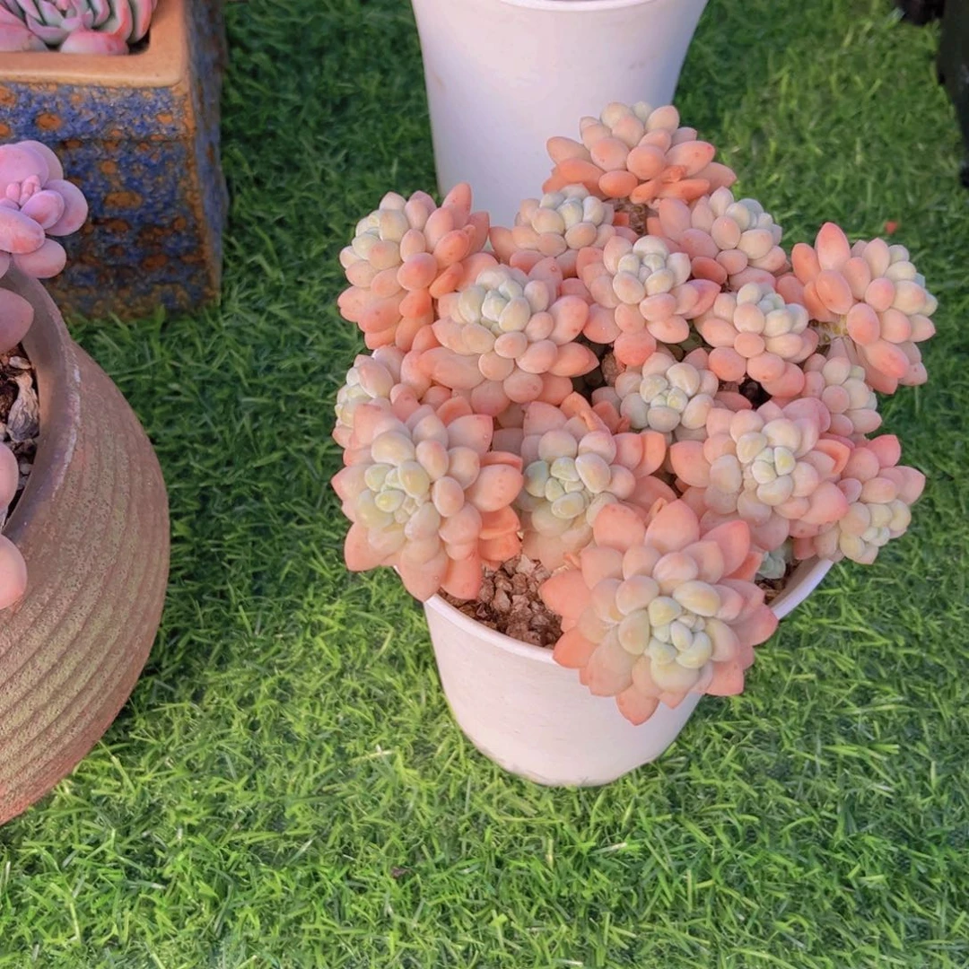 臭*鱼多肉植物鱼子酱29.9