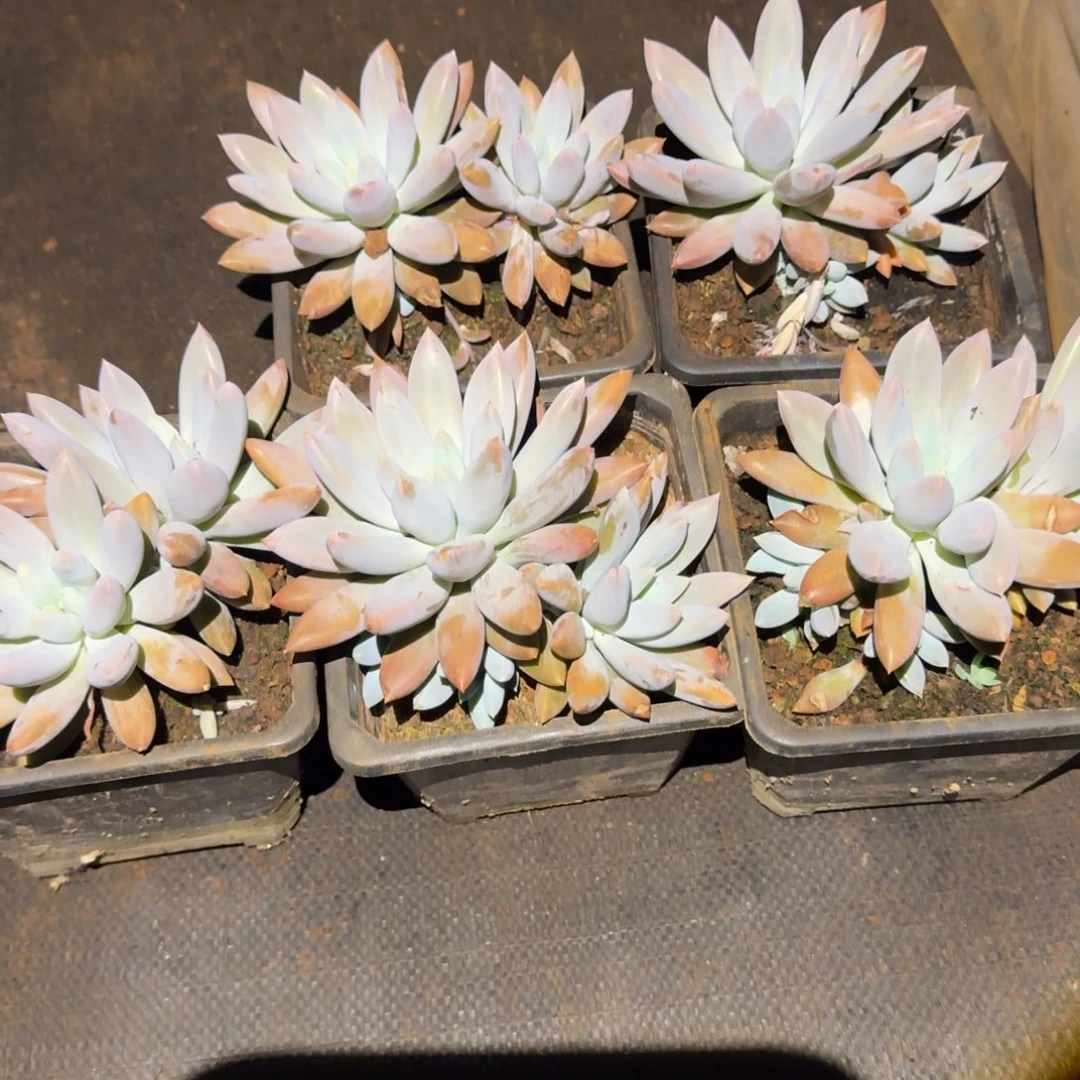 哥特萝莉多肉植物