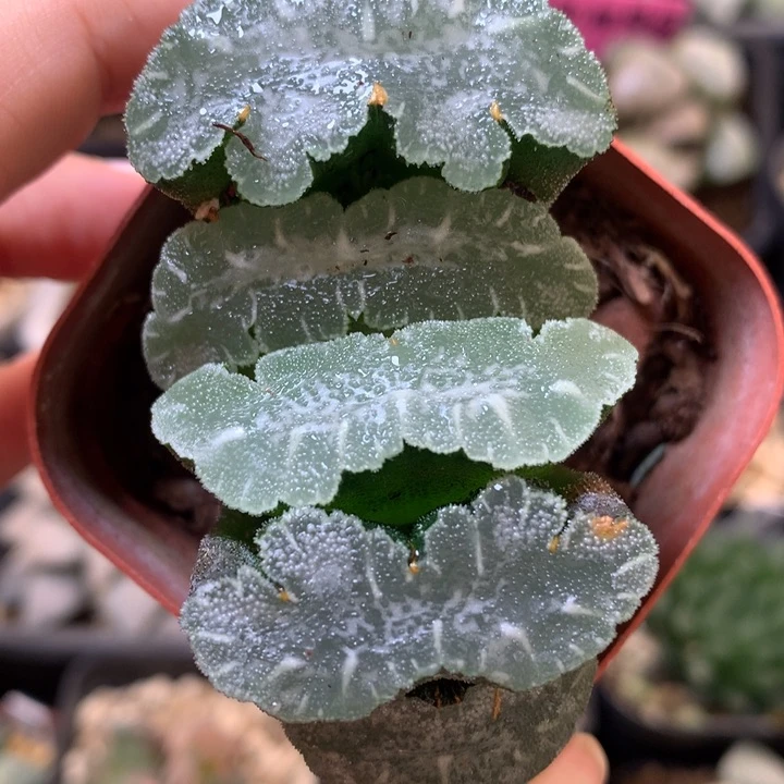 猛犸玉扇带盆土fahuo