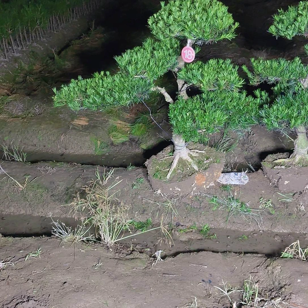 成***家无花朵59752886548