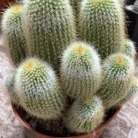 金丝光缀仙人球20米香入味