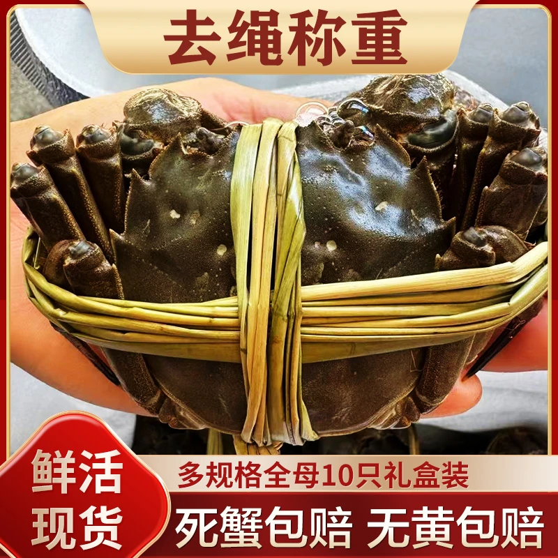 【活蟹】聚湖汇大纵湖大闸蟹全母蟹2-4两10只礼盒装去绳中秋好礼次日达河蟹红膏特大螃蟹
