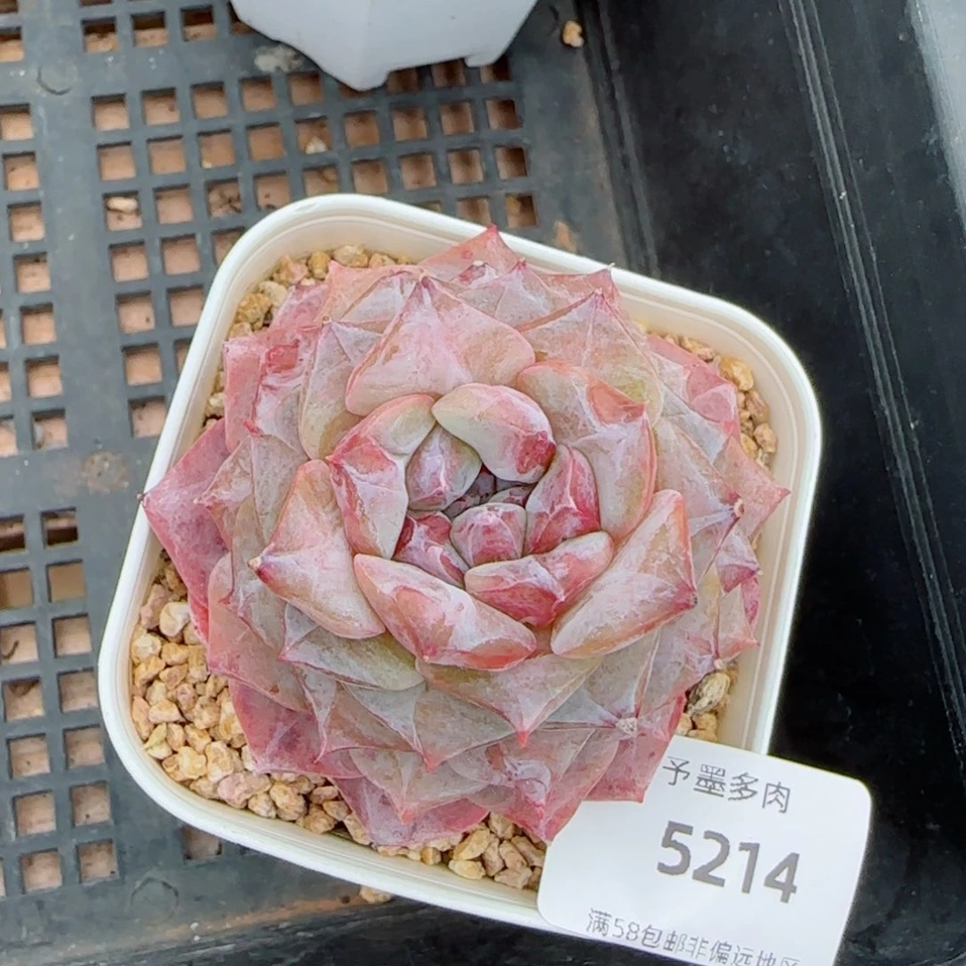孤品石化，5214多肉植物