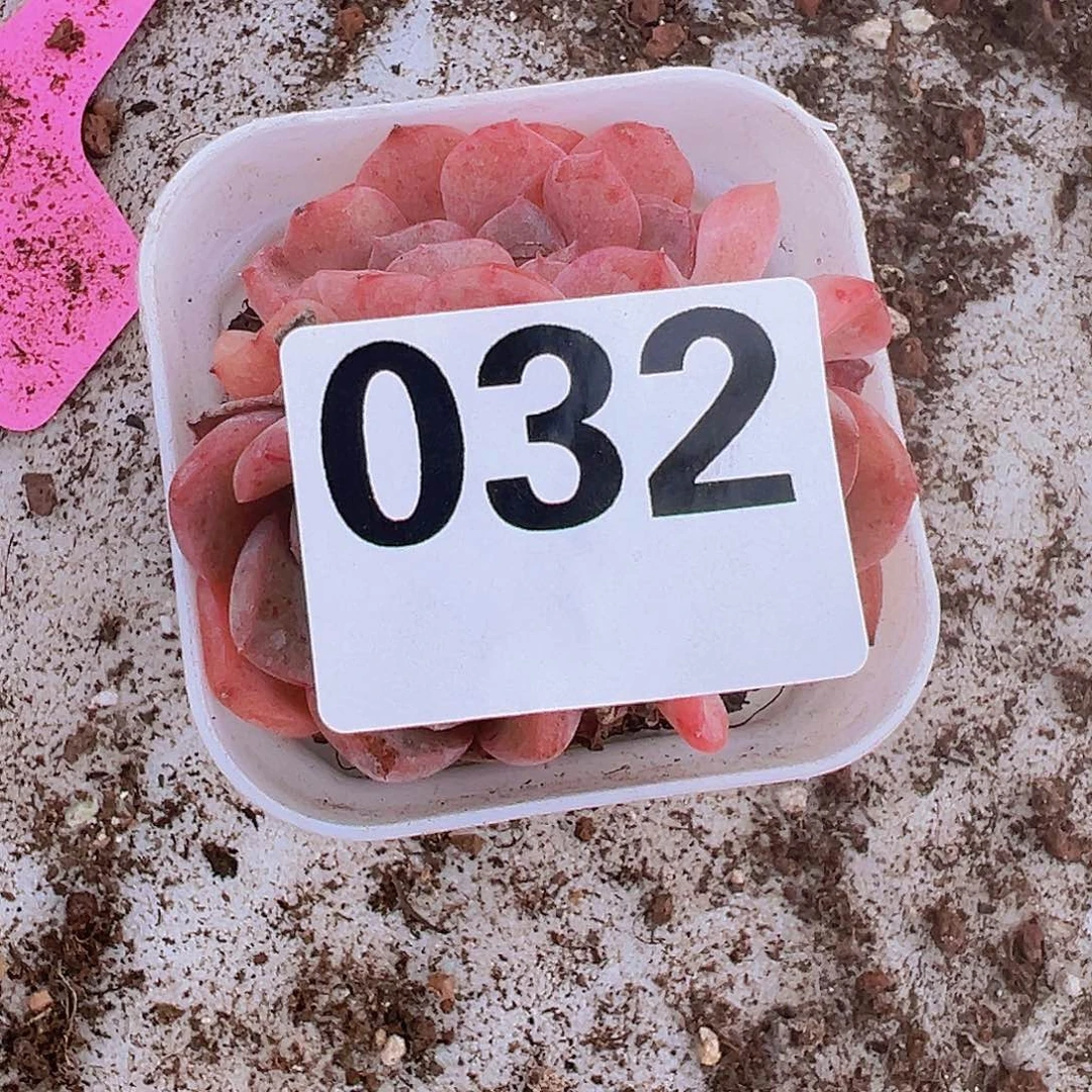 032草莓果酱缀化19包邮多肉