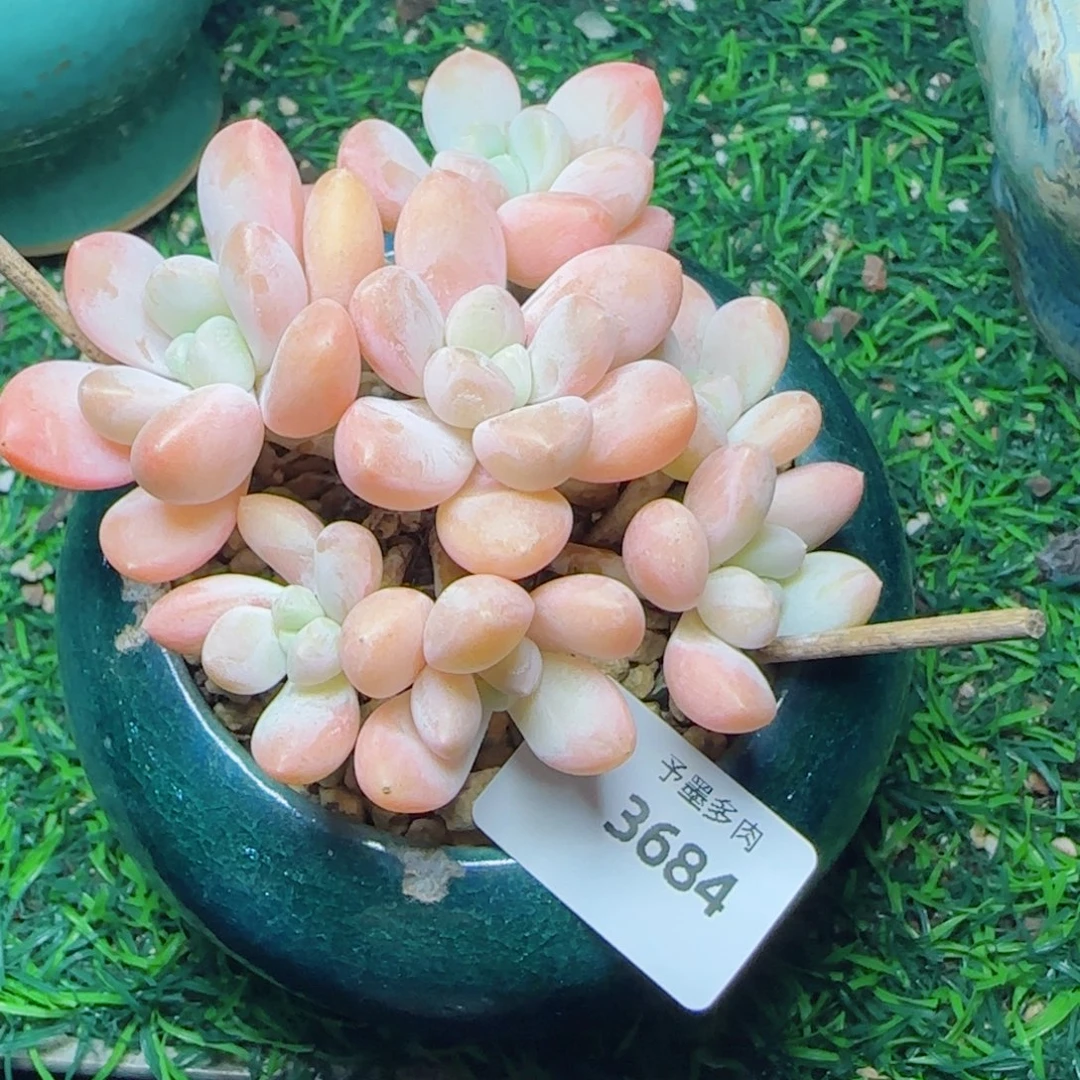 香玉，3684多肉植物