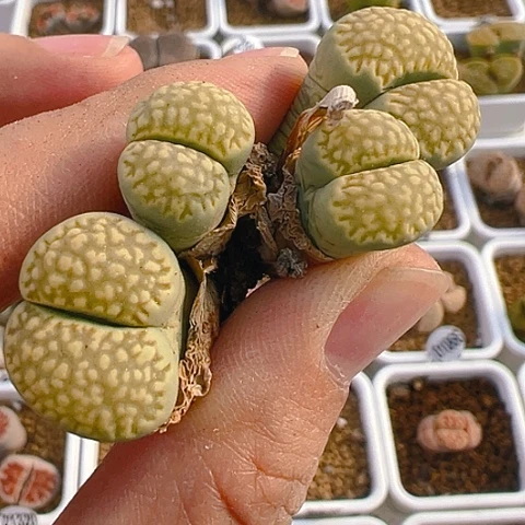 【闪购商品】25708