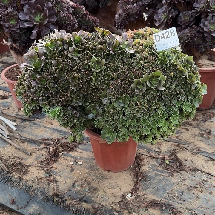 428玫瑰朵朵一颗微瑕