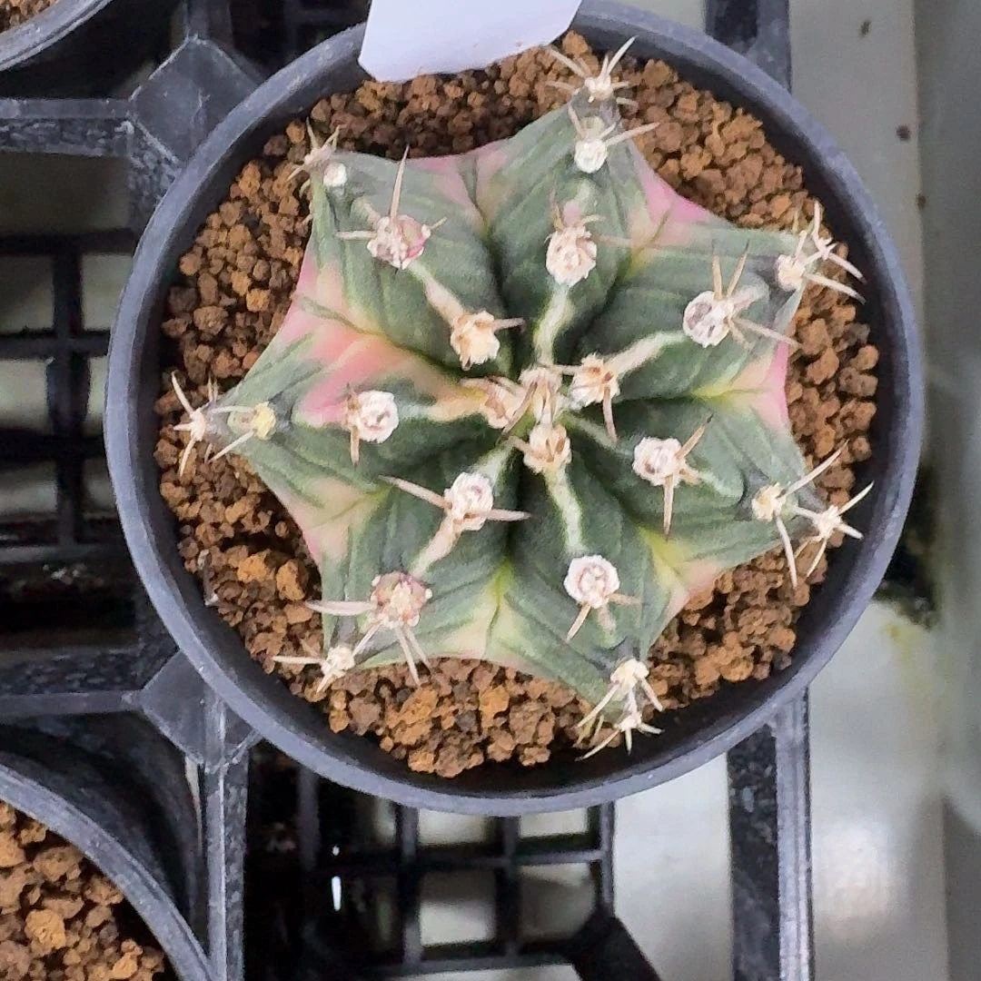 L122-1125广东发货 泡泡糖