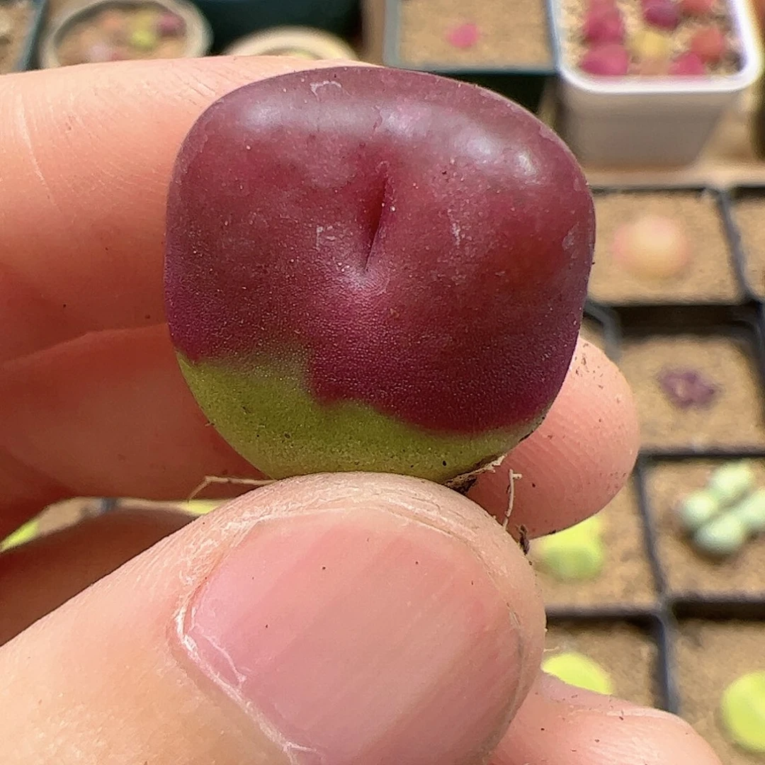 【闪购商品】189 吕缀