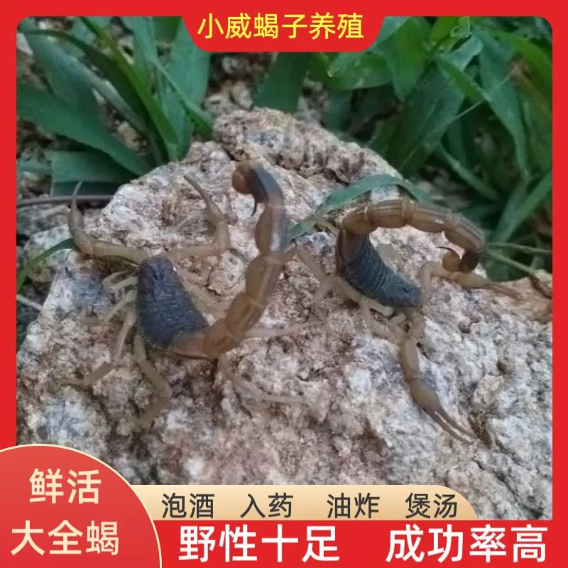 十足鲜活蝎子人工养殖泡酒全蝎入药个大野性鲜活香脆食用药用