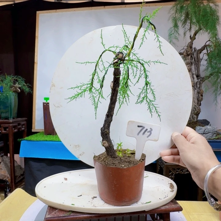 ~*~你是在搞y 三春柳柽柳的干活健康了