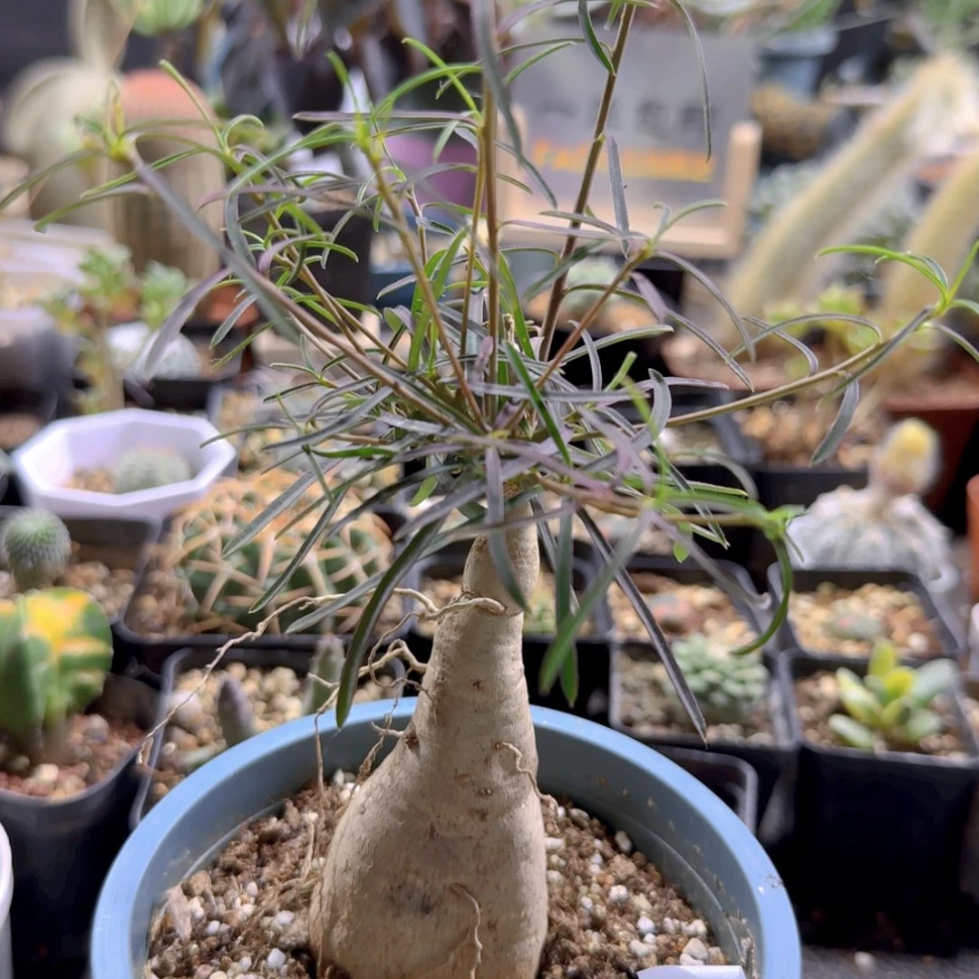 478柳叶麒麟带盆发货