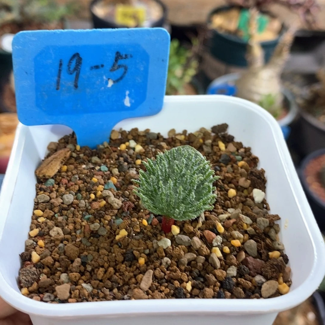 毛刷子雾冰玉多肉植物